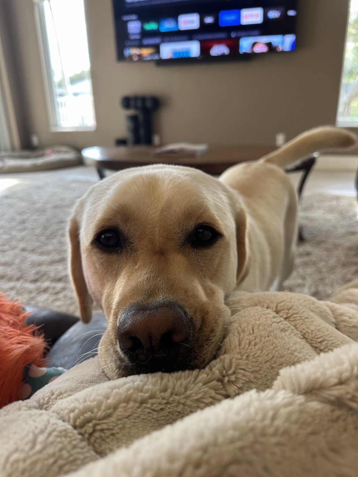 Aspen, a yellow Labrador, resting her head on a cream-colored blanket