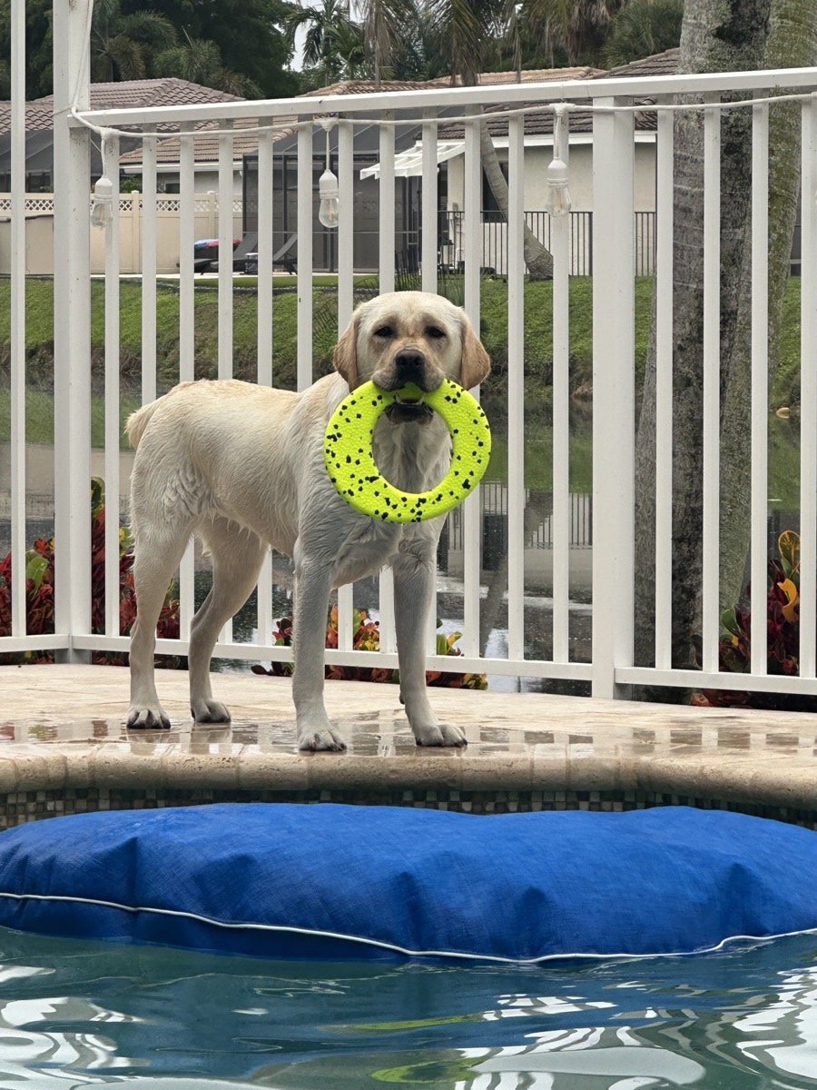 Aspen standing by the pool holding a yellow donut toy in her mouth
