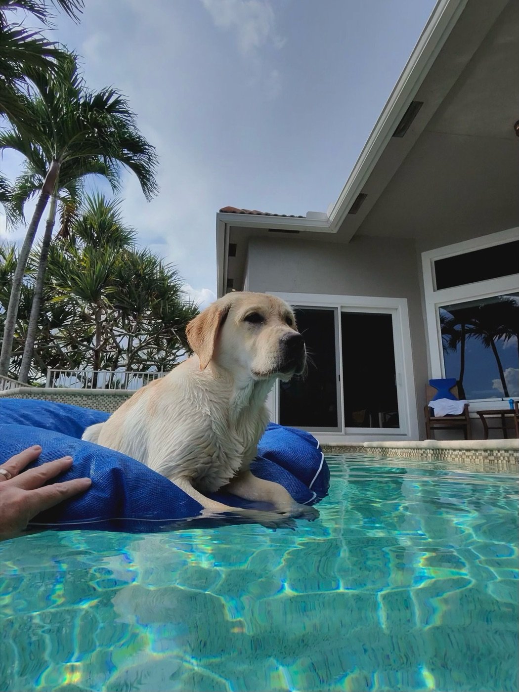 Aspen sitting on a blue pool float in the Florida sun, palm trees in the background