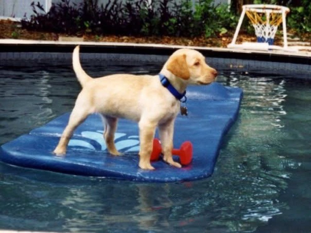 Corona as a yellow Lab puppy standing on a blue pool float with a red dumbbell toy