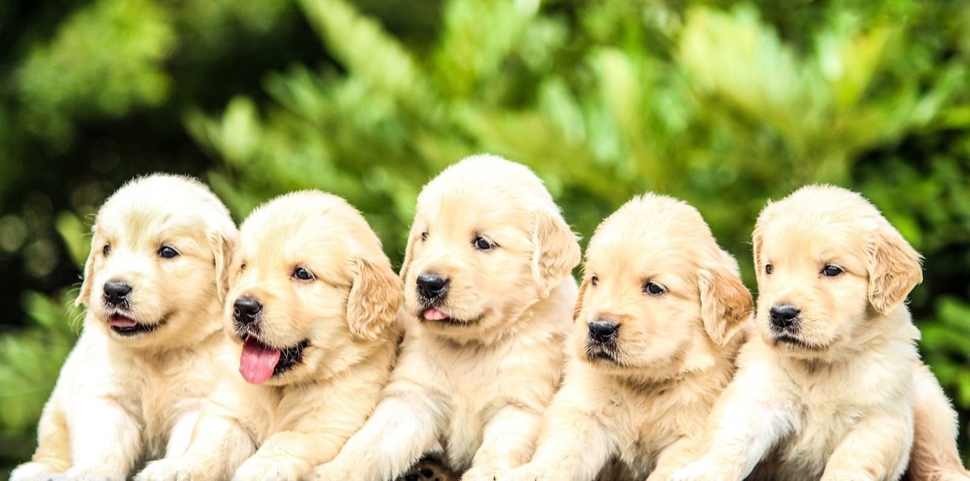 Yellow Labrador puppies — the first year