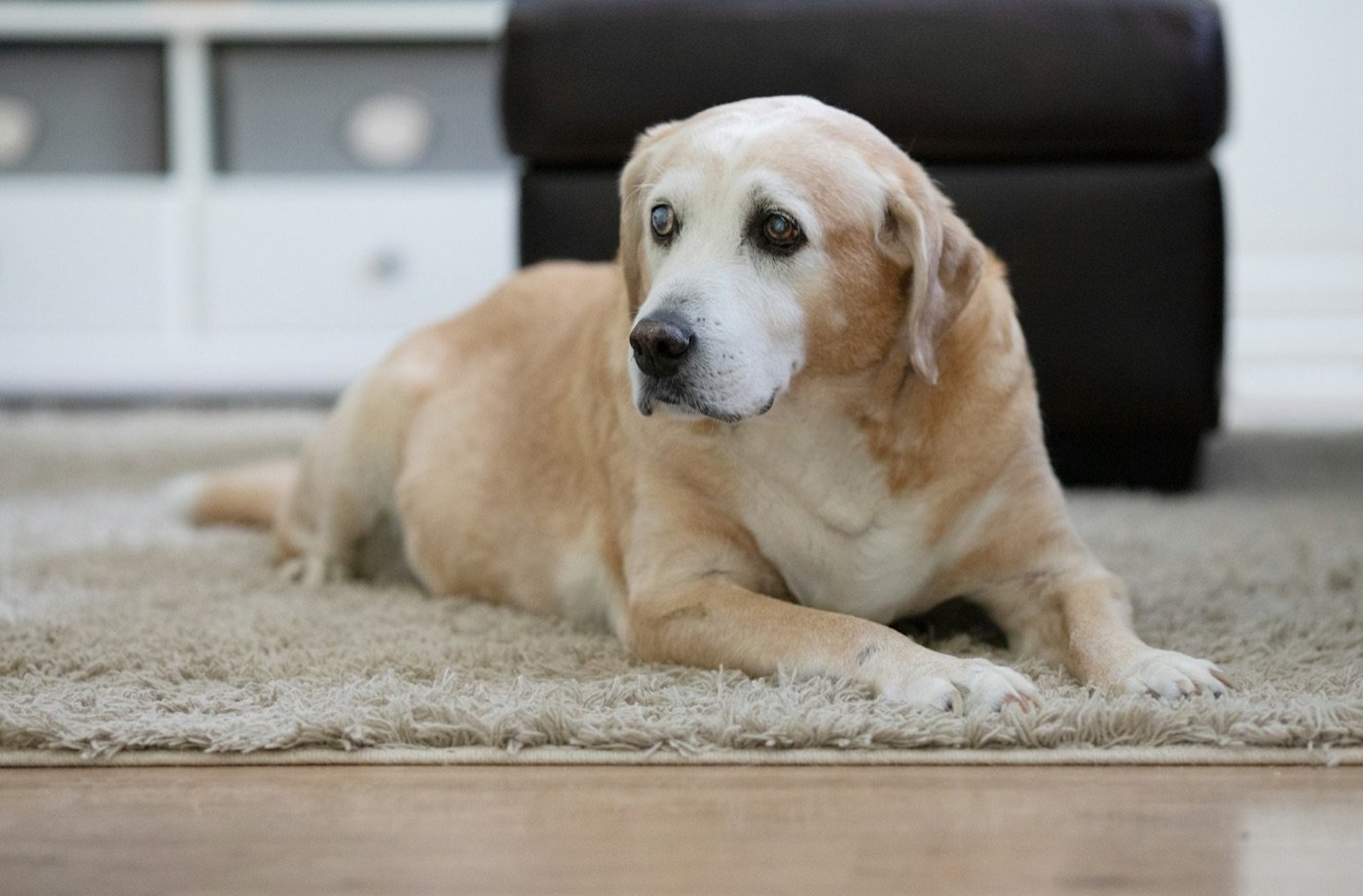 Senior yellow Labrador resting — eight years later