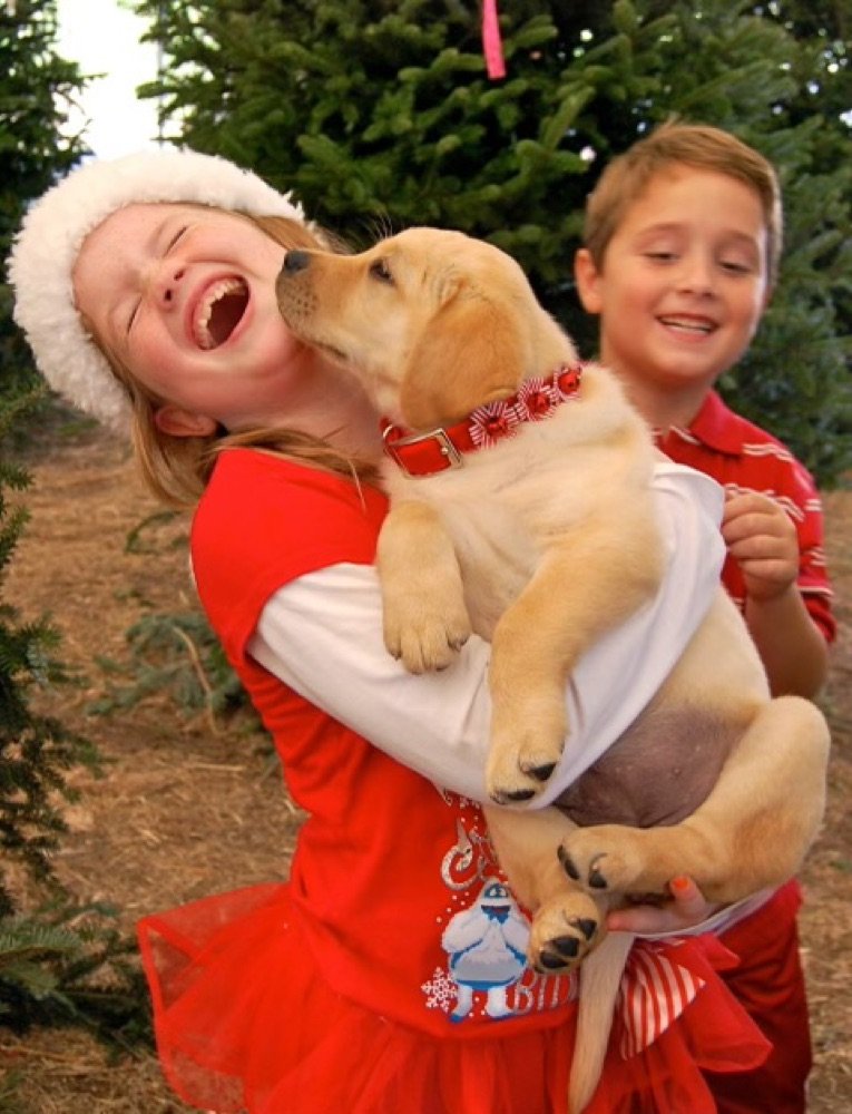 Stella as a yellow Lab puppy with young Megan and Austin at a Christmas tree farm